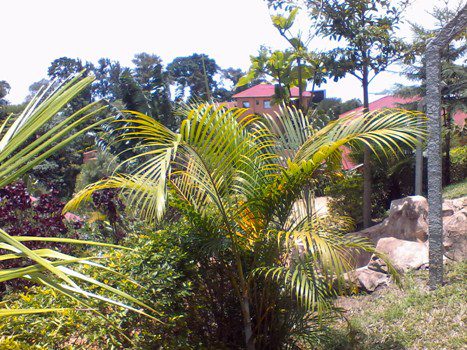 Kigezi Forest Cottages is true definition of natural environment