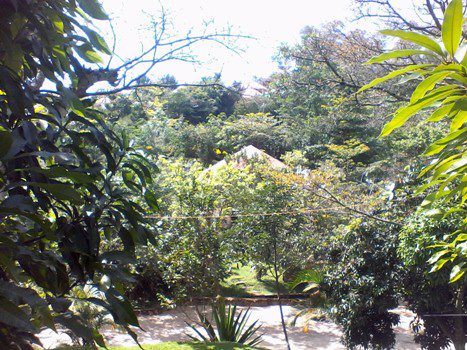 The cottages are surrounded by beautiful green plants and forest