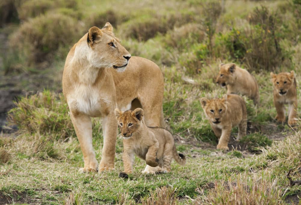 Lions need to be protected to avert extinction