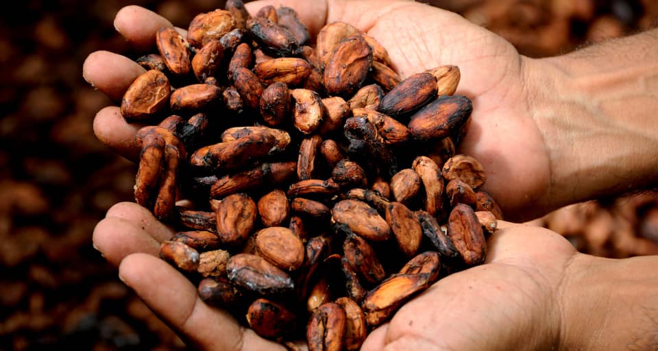 Uganda harmonizing cocoa standards to facilitate trade in EAC