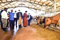 Government to carryout National Livestock Census
