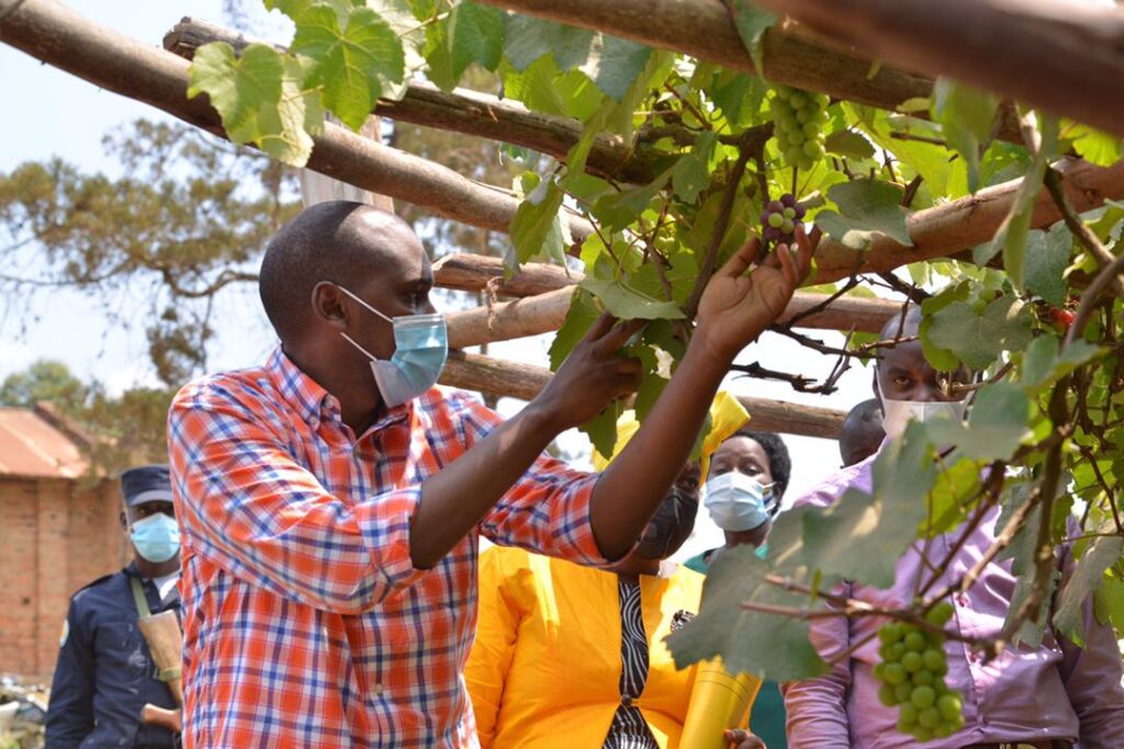 ‘Government to support grape farmers’- Frank Tumwebaze