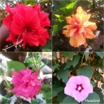  Business is blooming in East Africa – UK suspends tariff for flower exports