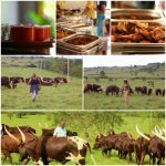  Emburara Farm Lodge- The Perfect Getaway for the Festive Season