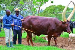 2026 Updates: Jimmy Lukwago graces Eid celebrations in Bukasa, assures locals on land ownership matter
